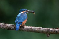 300 - KINGFISHER WITH PREY - DISCART CHRIS - belgium